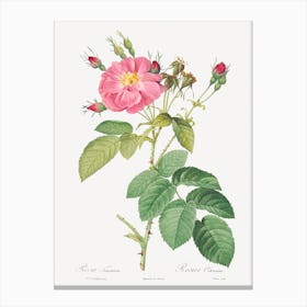 Harsh Downy Rose, Pierre Joseph Redoute Canvas Print