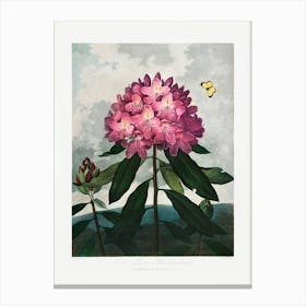 Vintage Botanical Temple Of Flora _2476842 Canvas Print