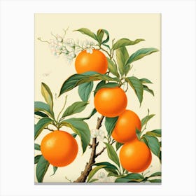 Chinese Tangerines Canvas Print