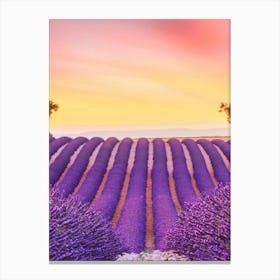 Lavender Field At Sunset Canvas Print