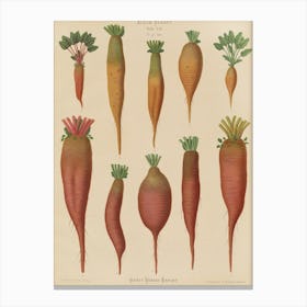 Beets 3 Canvas Print