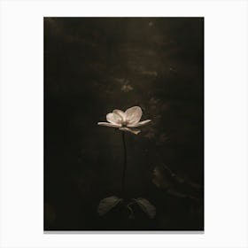 Lotus Flower 49 Canvas Print