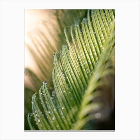 Palm Leaf With Drops Canvas Print