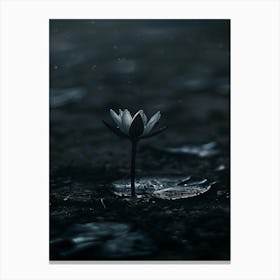 Water Lily Canvas Print