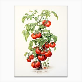 Tomato plant drawing Canvas Print