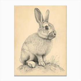 English Lop Drawing 2 Canvas Print