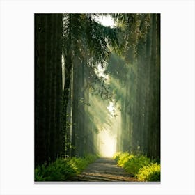 A Dreamlike Landscape Where A Single Tree A Lone Sentinel Amidst The Quiet Foliage Stands Tall Way (4) Canvas Print