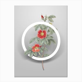 Vintage Single May Rose Minimalist Flower Geometric Circle on Soft Gray n.0225 Canvas Print