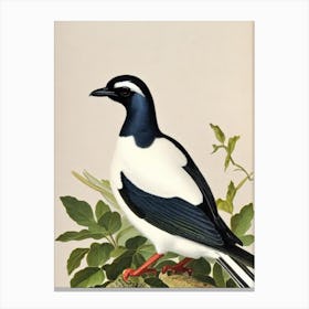 Magpie 2 James Audubon Vintage Style Bird Canvas Print