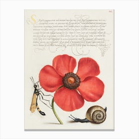 Terrestrial Mollusk, Poppy Anemone, And Crane Fly From Mira Calligraphiae Monumenta Or The Model Book Of Calligraphy (1561–1596), Joris Hoefnagel Canvas Print