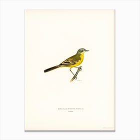 Western Yellow Wagtail, The Von Wright Brothers Canvas Print