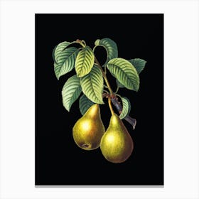 Vintage Pear Botanical Illustration on Solid Black n.0617 Canvas Print