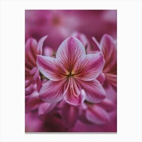 Pink Flowers Canvas Print