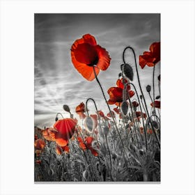 Fascinating Poppies In Colorkey Canvas Print