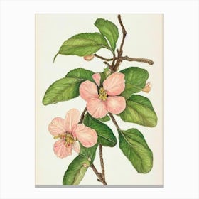 Apple Blossom Vintage Botanical 2 Flower Canvas Print