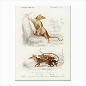 Opossum (Didelphis) And Opossum (Didelphis), Charles Dessalines D' Orbigny Canvas Print