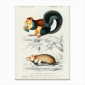 Squirrel (Sciurus) And Hamster (Cricetus), Charles Dessalines D' Orbigny Canvas Print
