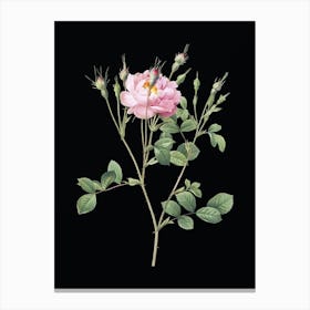 Vintage Anemone Flowered Sweetbriar Rose Botanical Illustration on Solid Black n.0828 Canvas Print