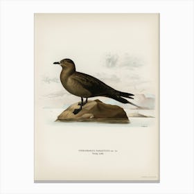 Parasitic Jaeger, The Von Wright Brothers 1 Canvas Print