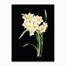 Vintage Bunch Flowered Daffodil Botanical Illustration on Solid Black n.0862 Canvas Print