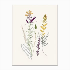 Eyebright Spices And Herbs Minimal Line Drawing 1 Canvas Print