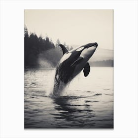 Orca Whale Dramatically Diving Out Of Water Black & White Canvas Print