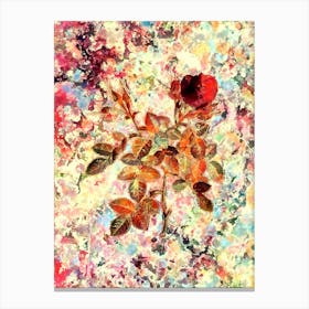 Impressionist Dwarf Damask Rose Botanical Painting in Blush Pink and Gold Canvas Print