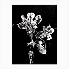 White Flower Black Background 2 Canvas Print
