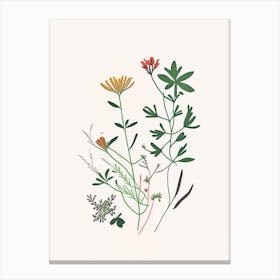 Chickweed Spices And Herbs Minimal Line Drawing 2 Canvas Print