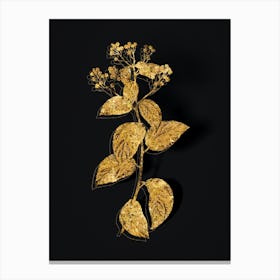 Vintage New Jersey Tea Botanical in Gold on Black n.0378 Canvas Print