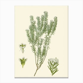 Thyme Canvas Print