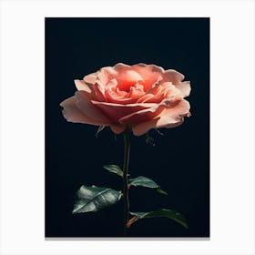 Pink Rose On Black Background 5 Canvas Print