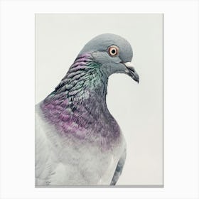 Pigeon Canvas Print