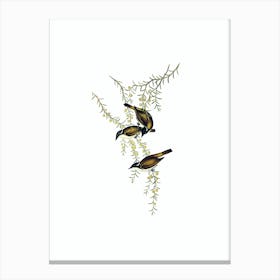 Vintage White Throated Honeyeater Bird Illustration on Pure White n.0030 Canvas Print