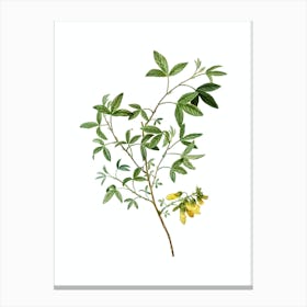 Vintage Stinking Bean Trefoil Botanical Illustration on Pure White Canvas Print