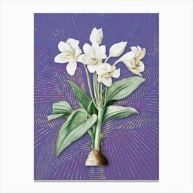 Vintage Crinum Giganteum Botanical Illustration on Veri Peri n.0445 Canvas Print