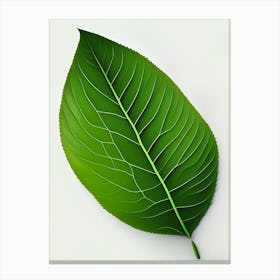 Slippery Elm Leaf Vibrant Inspired 3 Canvas Print