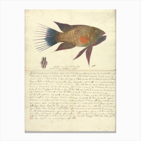 A Fish From The Red Sea, Luigi Balugani 1 Canvas Print