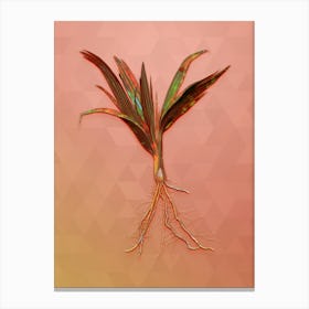 Vintage Date Palm Tree Botanical Art on Peach Pink n.0574 Canvas Print