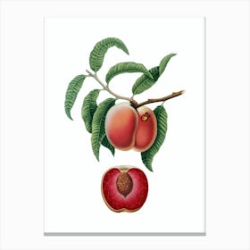 Vintage Carrot Peach Botanical Illustration on Pure White n.0444 Canvas Print