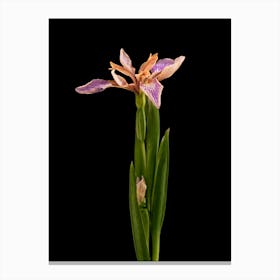Flower Wild Iris Canvas Print