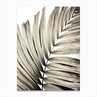 Palm Leaves 22  Canvas Print