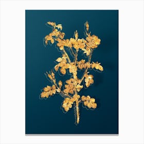 Vintage Prickly Sweetbriar Rose Botanical in Gold on Teal Blue n.0077 Canvas Print