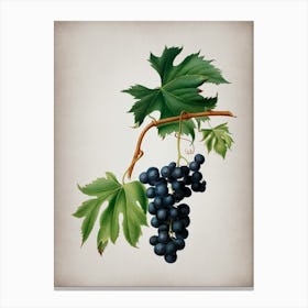 Vintage Brachetto Grape Botanical on Parchment n.0935 Canvas Print