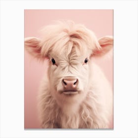 Fluffy Baby Pink Highland Cow 2 Canvas Print