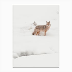Snowy Coyote Canvas Print