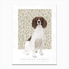 Springer Spaniel Illustration Canvas Print