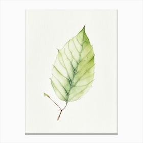 Slippery Elm Leaf Minimalist Watercolour 1 Canvas Print