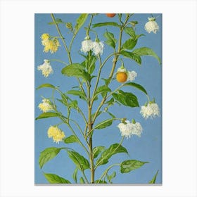 Physalis Vintage Botanical Fruit Canvas Print