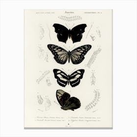 Collection Of Butterflies, Charles Dessalines D'Orbigny Canvas Print